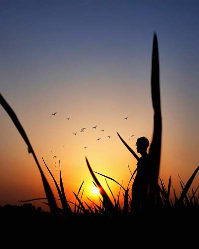 animal silhouette of man standing on grass bird