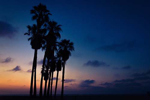 tree silhouette of Mexican palm trees under orange, blue, and white cloudy skies sunset