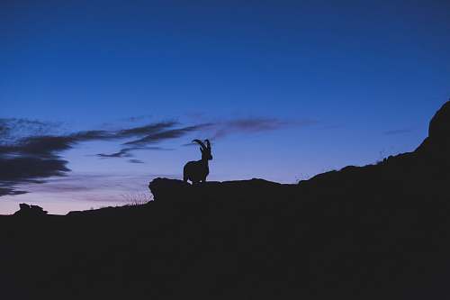 blue silhouette of mountain ram on rock formation during sunset sky