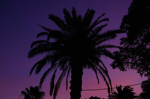 nature silhouette of palm tree outdoors