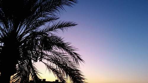 tree silhouette of palm tree plant