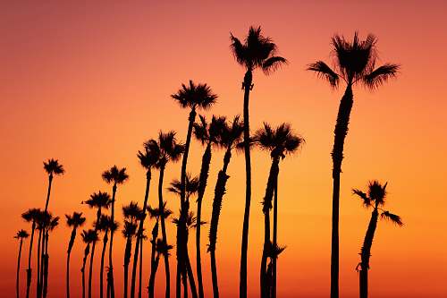 plant silhouette of palm trees during golden hour tree