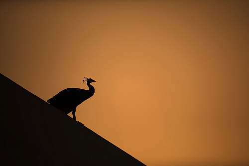 bird silhouette of peacock animal