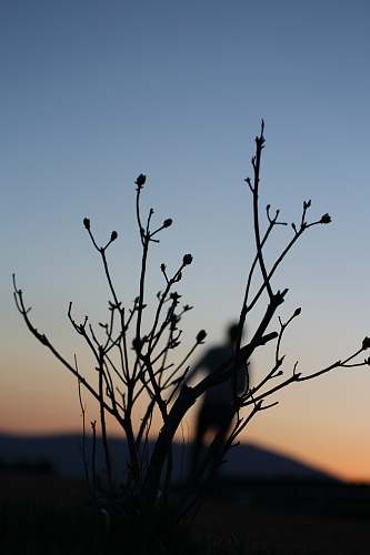 nature silhouette of person and plant outdoors