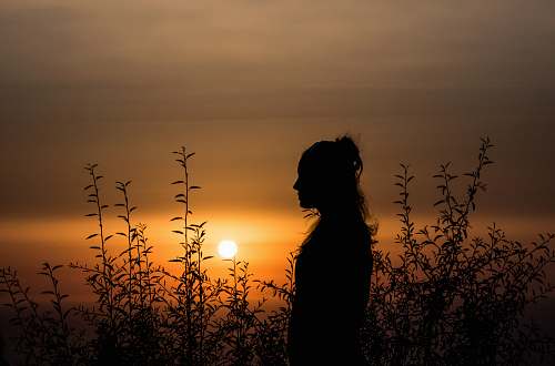 person silhouette of person standing near plants sunset