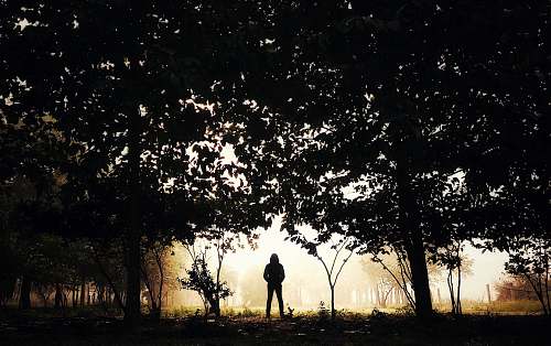 human silhouette of person standing surround by trees person