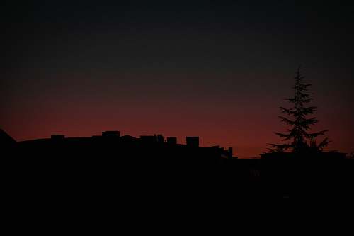 nature silhouette of pine tree sky