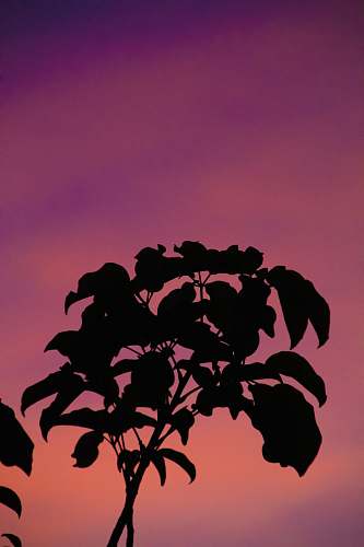leaf silhouette of plant plant