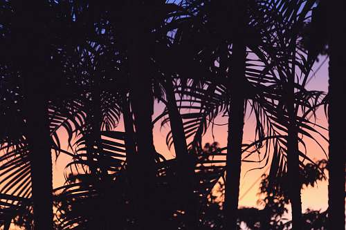 sunset silhouette of plants at dusk palm tree