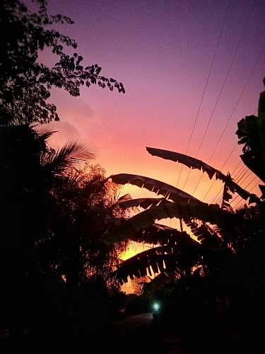 nature silhouette of plants under orange skies sunlight