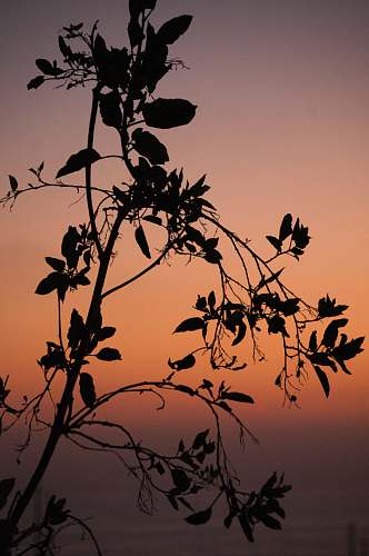 animal silhouette of tree flock