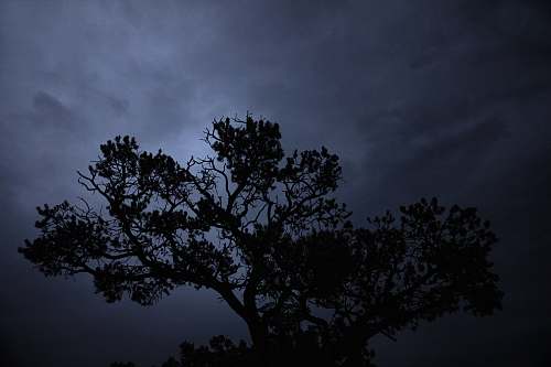 nature silhouette of tree during daytime outdoors