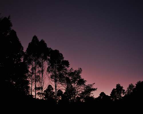 nature silhouette of tree during golden hour outdoors