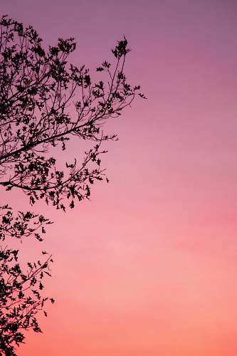 tree silhouette of tree during golden hour plant