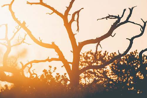 nature silhouette of tree during sunset tree