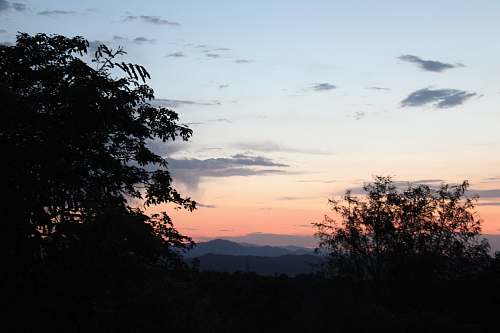 nature silhouette of tree outdoors