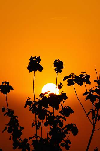 nature silhouette of tree under orange sky sunlight