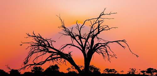 tree silhouette of tree under orange sky plant