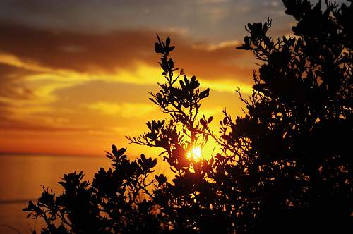 sunset silhouette of trees at sunset outdoors