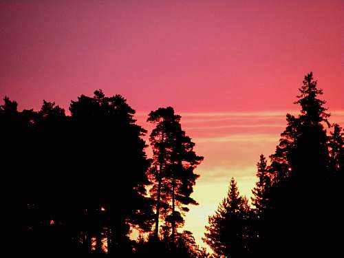 plant silhouette of trees during golden hour tree