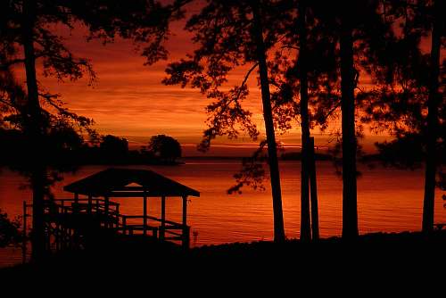 sunset silhouette of trees near body of water dawn