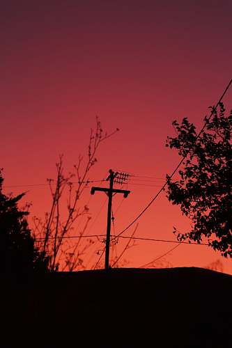 nature silhouette of utility pole and trees dawn