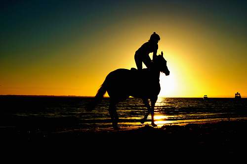 horse silhouette of woman kneeling on horse beside body of water during sunset horse riding