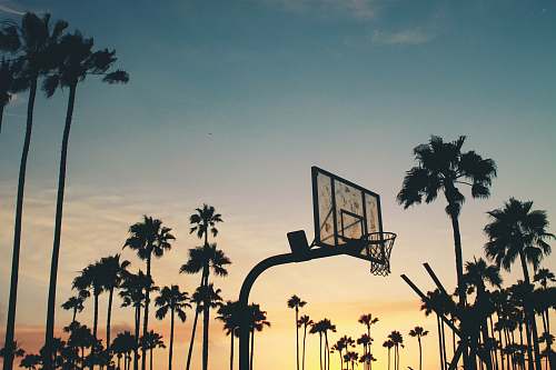 tree silhouette photo of basketball system palm tree