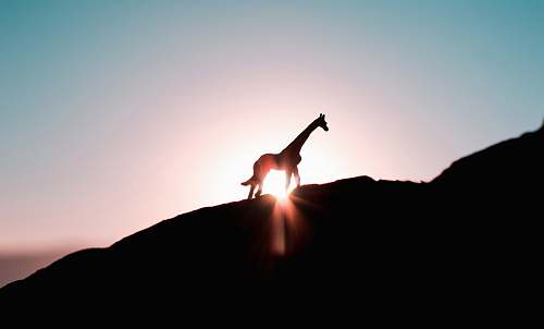 sunrise silhouette photo of giraffe during golden hour sunset