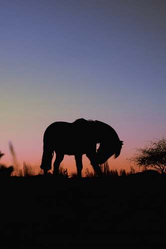 animal silhouette photo of horse mammal