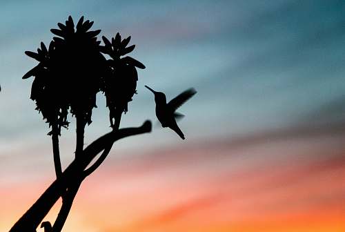 bird silhouette photo of hummingbird near branch plant