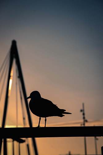 animal silhouette photography of bird bird