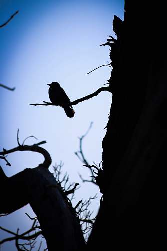 animal silhouette photography of bird perching on bare tree bird