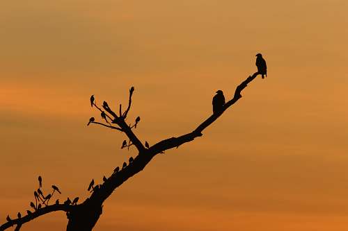 bird silhouette photography of birds animal