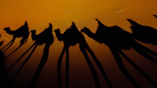 sand silhouette photography of camels camel