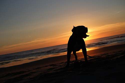 nature silhouette photography of dog outdoors