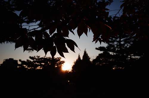 plant silhouette photography of leaves and trees leaf