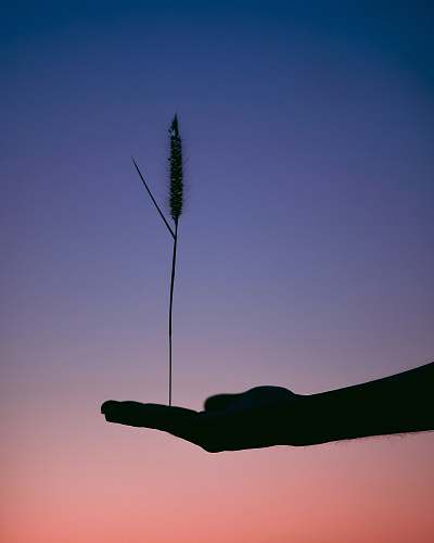 balance silhouette photography of person holding plant blue