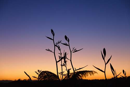 nature silhouette photography of plant sky