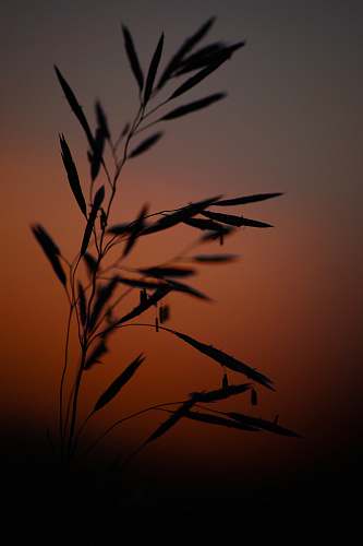 sky silhouette photography of plant outdoors