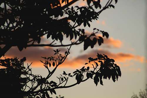 sunset silhouette photography of tree leaves agelaius