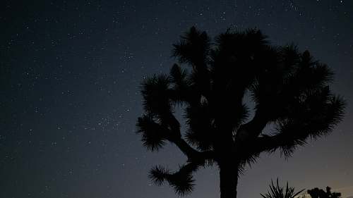 nature silhouette photography of tree under starry night outdoors