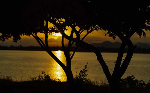 nature silhouette photography of trees by the beach during golden hour outdoors