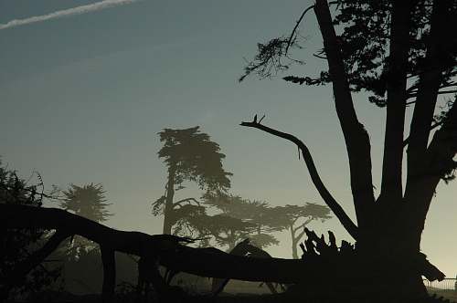 plant silhouette photography of trees tree