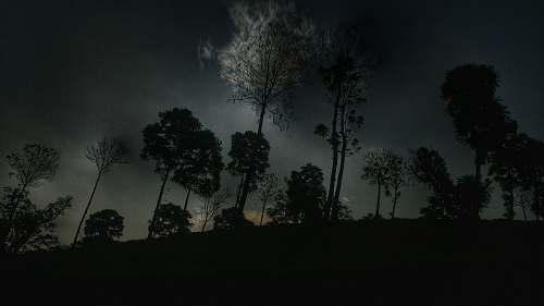 tree silhouette trees night