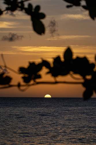 nature sunrise view with silhouette of plants sunset