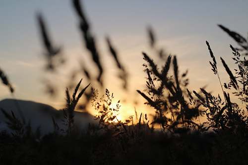 grass sunset view on the mountain photography plant