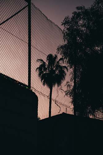 plant tree beside fence tree