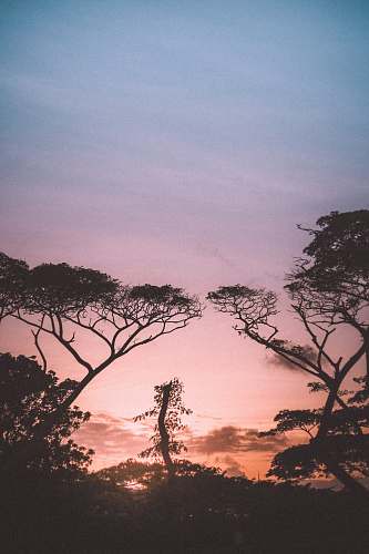 nature trees at sunset outdoors
