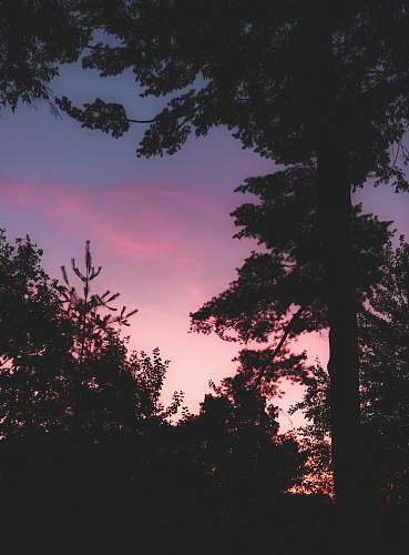 plant trees during golden hour tree